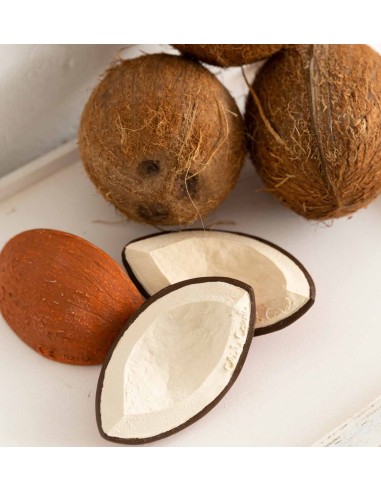 Mordedor Coco the coconut
